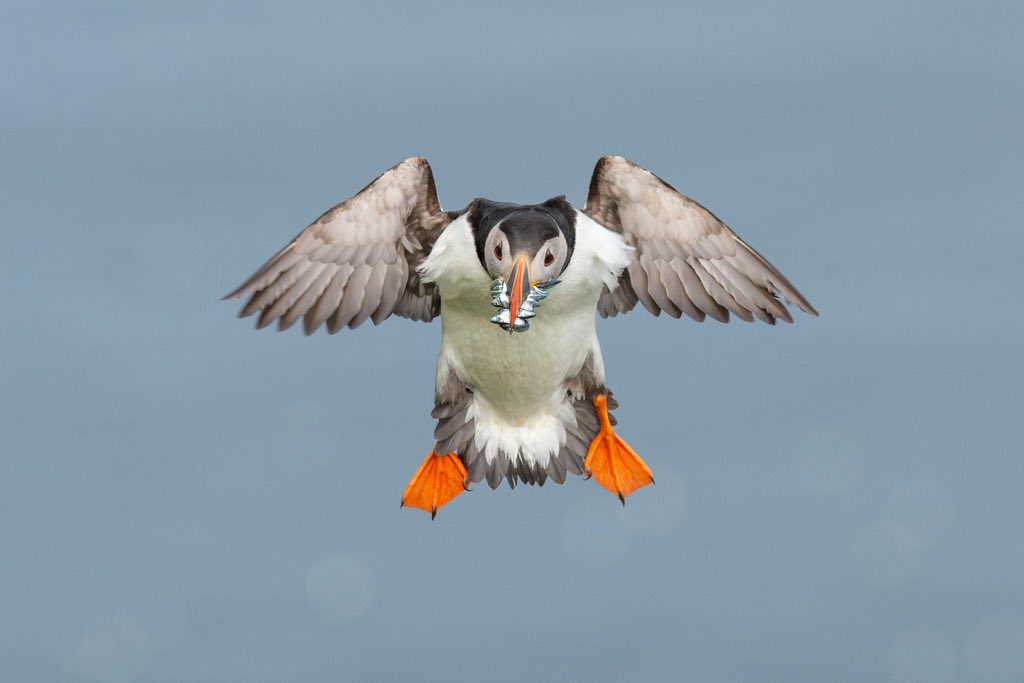 shetlandnature's tweet photo. A few Tammie Norie images. 
#puffin #shetland https://t.co/kC6rUI1Kak
