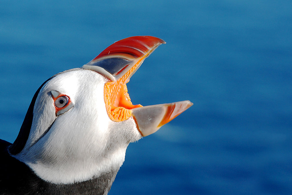 shetlandnature's tweet photo. A few Tammie Norie images. 
#puffin #shetland https://t.co/kC6rUI1Kak