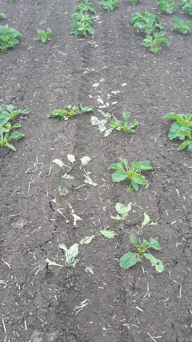BrielseBoer's tweet photo. Logisch of tegenstrijdig, ik weet het niet 🤷🏽♂️ de hazen water geven om te voorkomen dat ze nog meer slachtoffers maken in de #suikerbieten #wildschade https://t.co/XyoeEypbYK