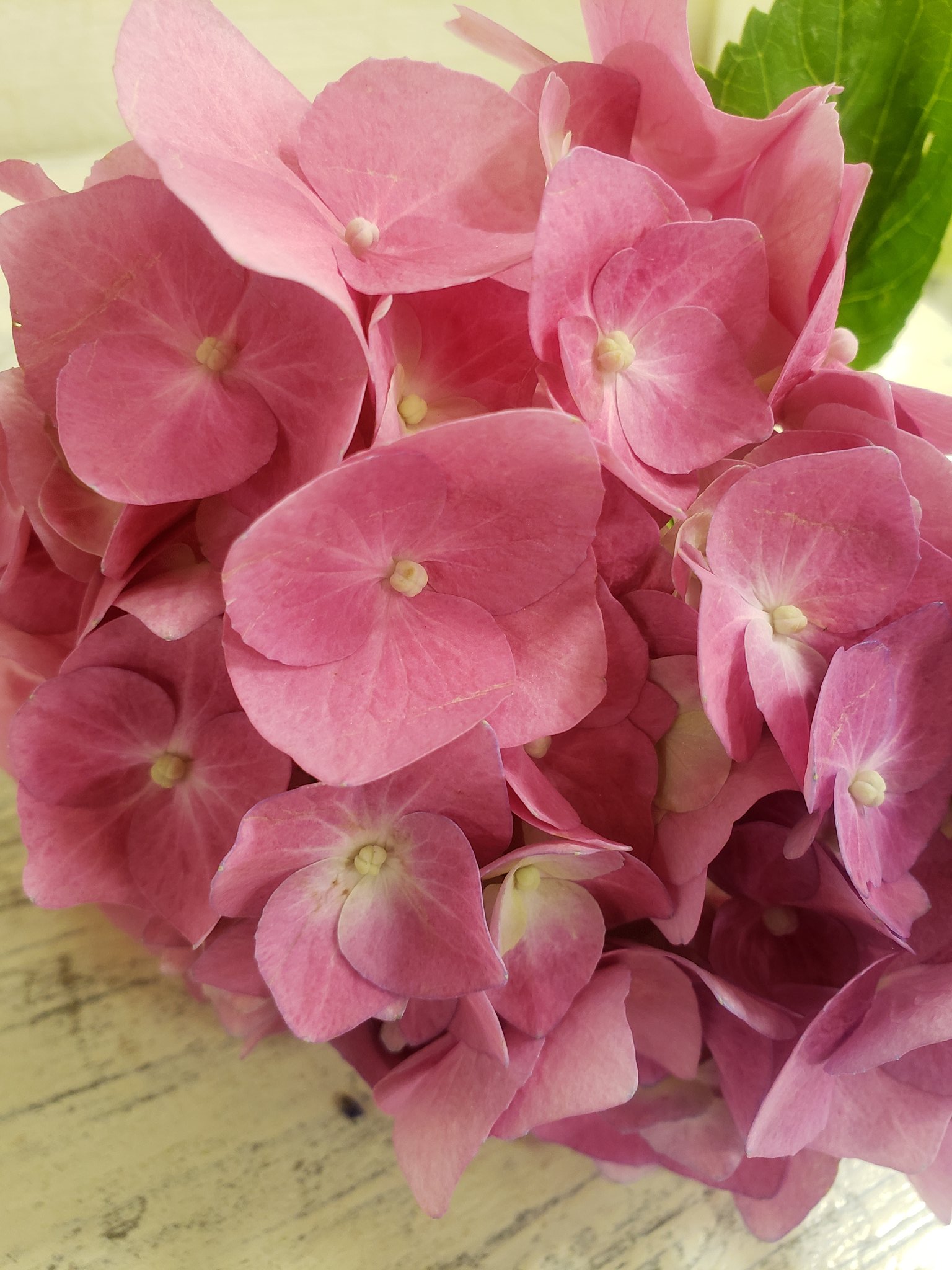 Cp中 フラワー花水木札幌エスタ店 公式 初夏の紫陽花 1本 550円です 飾ると 家族円満になるとかいう噂 紫陽花は茎の中に 白い綿が入っているので 取り除いて 少しお水を多めに飾ると 長持ちします 札幌twitter会 公式つぶやき部