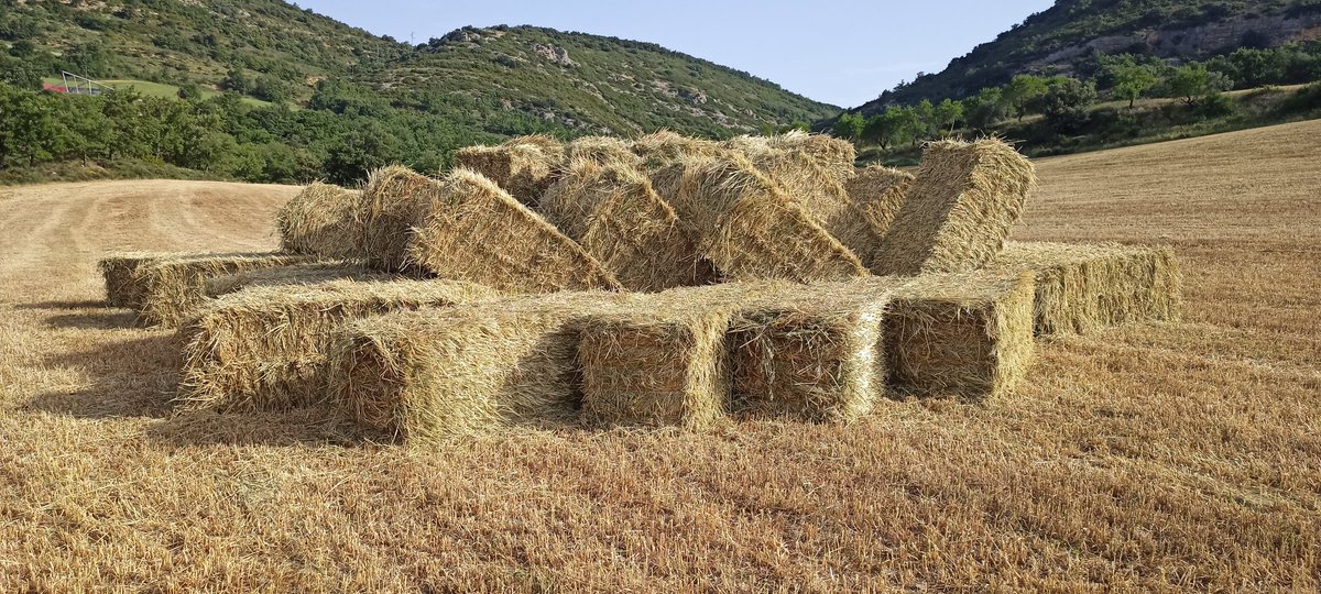 nendelxinco's tweet photo. Per als que els hi agrada pujar a sobre de les piles de bales com si fossin una atracció de fira o fer-se fotos, penseu que aquí n'hi ha 56, que ahir estaven perfectament apilades i avui són totes a terra,  pesen 400kg cada una!
#sompagesos https://t.co/b4W7vToNE7