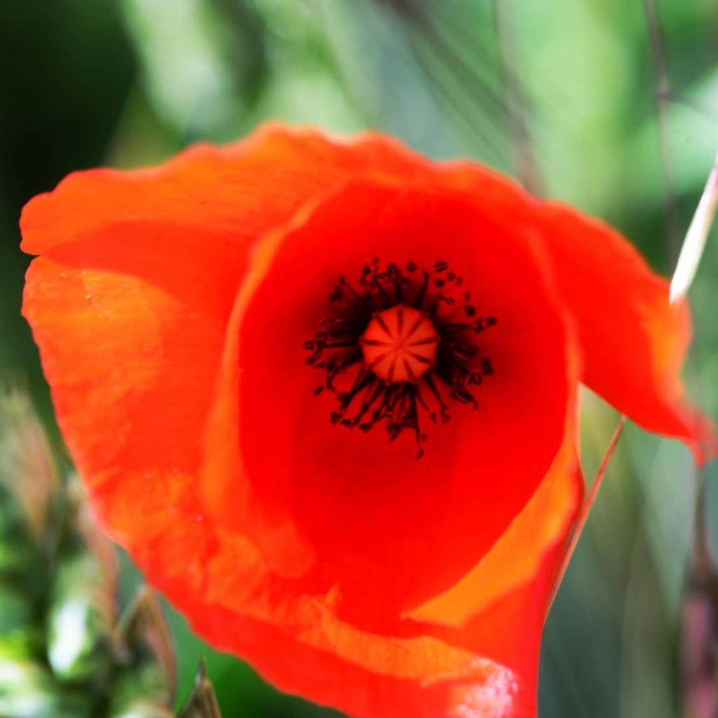wolff_vincent's tweet photo. La solitude est un coquelicot perdu dans un champ de blé : tellement voyant et pourtant invisible dans la multitude.

Pellegrino Soricelli

Coquelicot dans un champ de blé 

#coquelicot #poppy #poppyflower #amapola #mohn #papavero #pavot #fleurs🌸 #flores🌸 #flowers #flowerpho… https://t.co/ofBFVjG3Bu