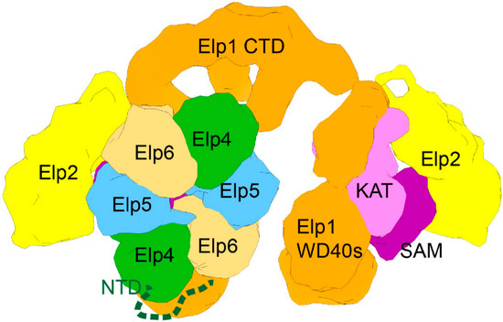 Epigenomes_MDPI's tweet photo. Anticodon Wobble Uridine Modification by #Elongator at the Crossroad of #CellSignaling, #CellDifferentiation, and Diseases https://t.co/V0ECHYkYk9

#tRNA #anticodon #RNAModification #Epitranscriptome https://t.co/YKbkNA6T7e