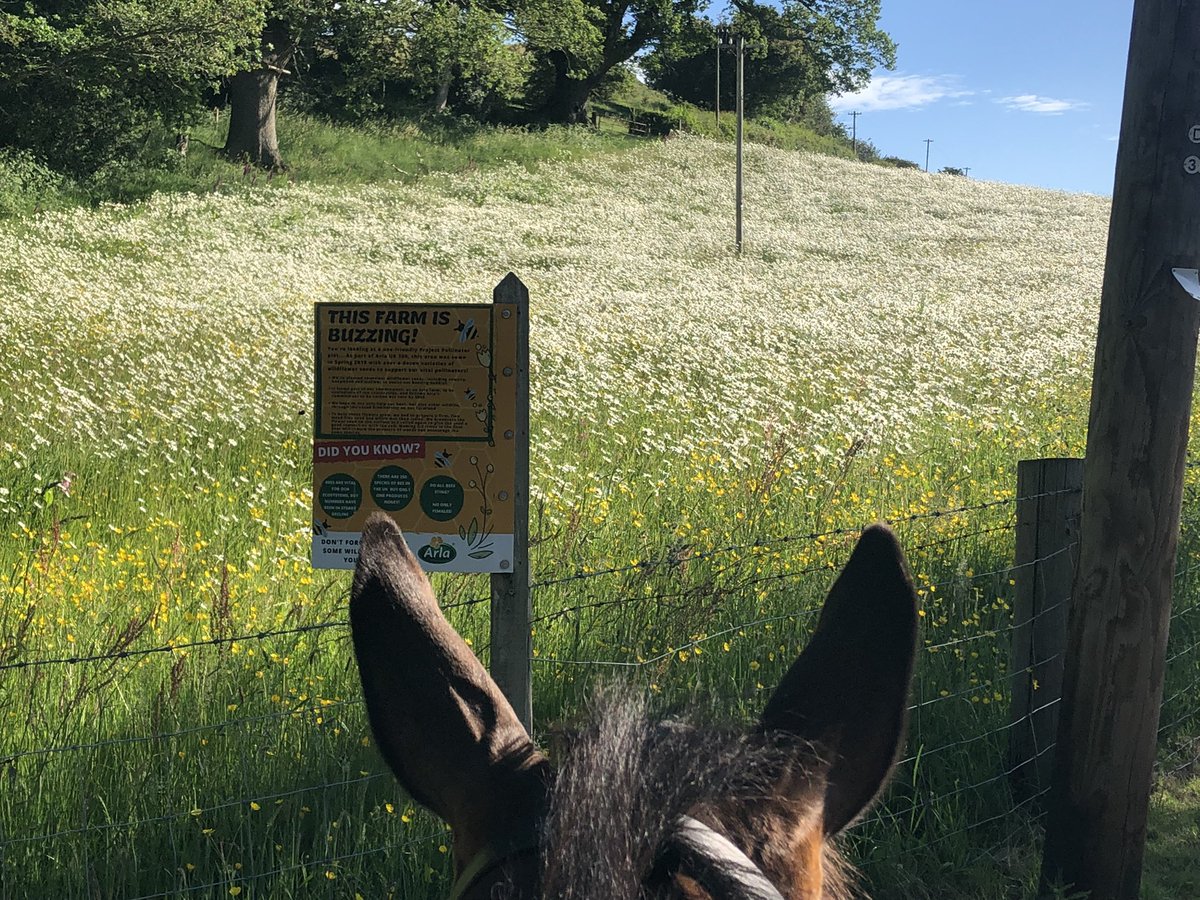 Very happy bees in Shropshire, lovely to see on morning exercise <a href="/ArlaFoodsUK/">Arla Foods UK</a>  #bees #wildflowers #organicfarming