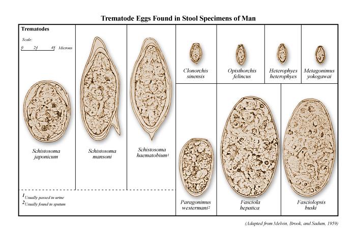 Lab_filez's tweet photo. Tremtode eggs 🥚 https://t.co/UclZVvcVGe