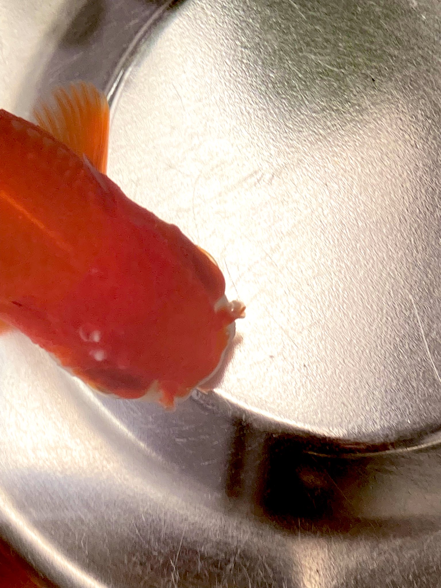 白点 Twitter Search Twitter