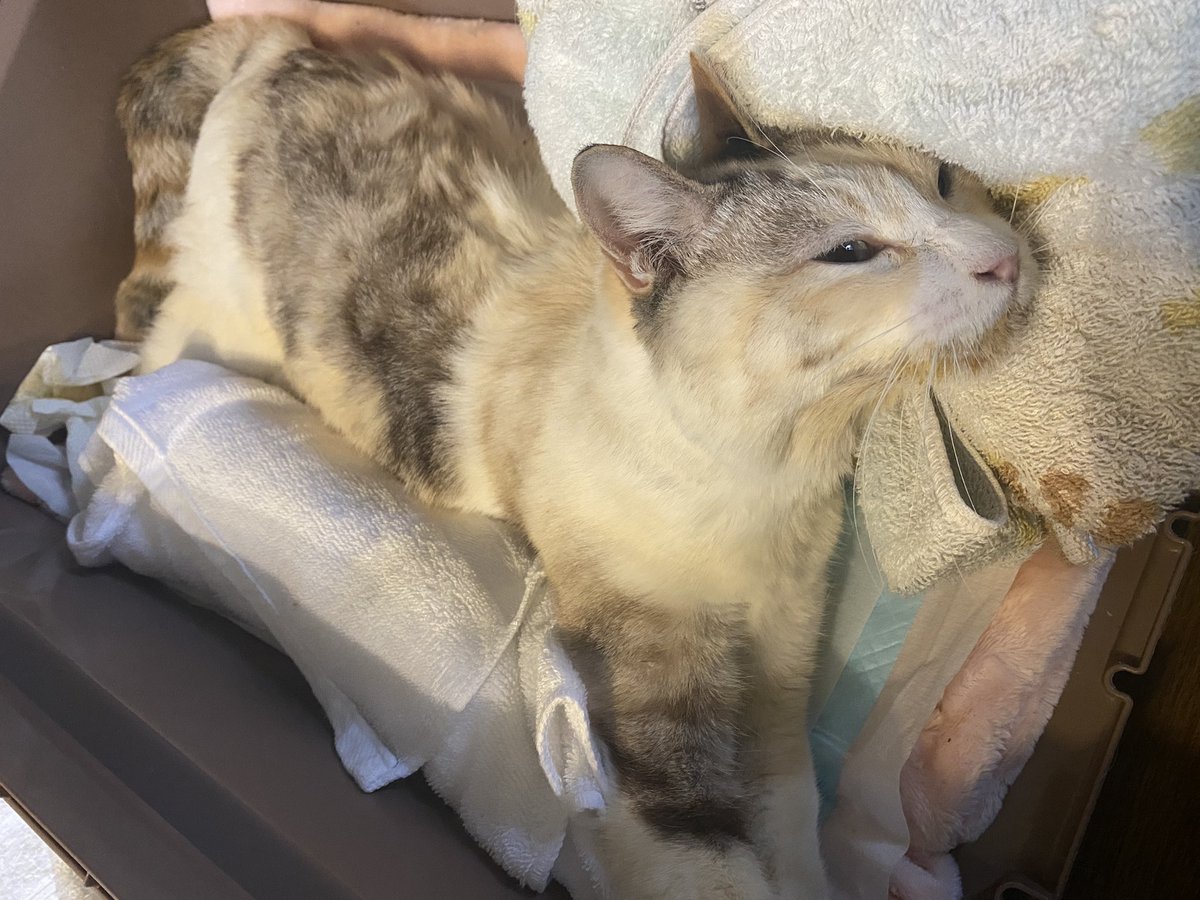 脳障害猫 hashtag on Twitter