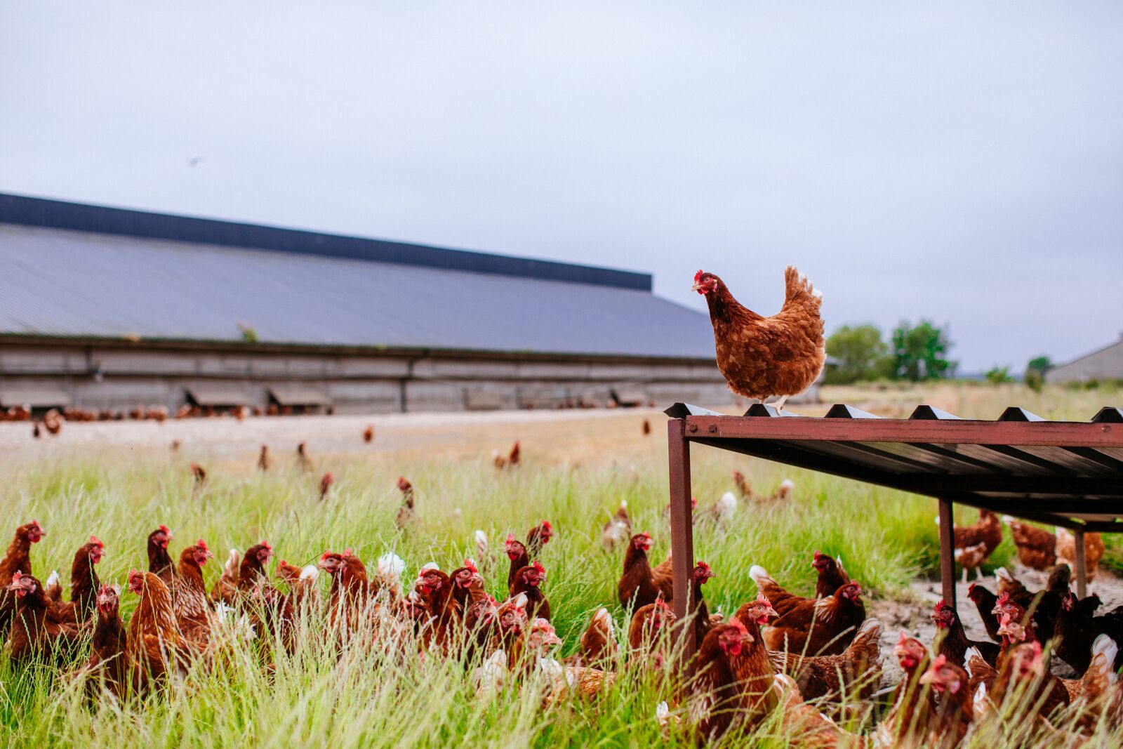 Fairburn's Eggs on Twitter "We have a variety of jobs available at