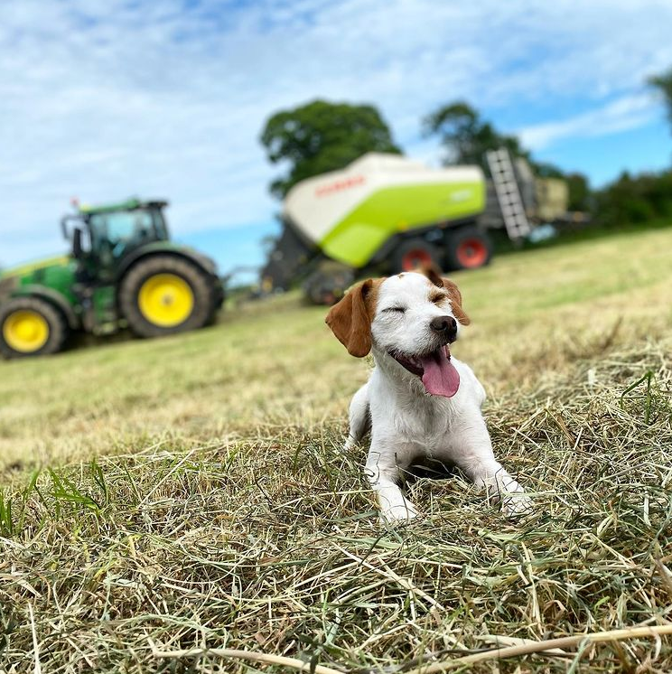 FarmersGuardian's tweet photo. Making the most of the dry weather βοΈ
π· loki.thecockerjack
#summer #haytime #grassseason #JohnDeere #CLAAS #farmdog #cockerjack #happydog #farmdog https://t.co/MpvlN8AuHy