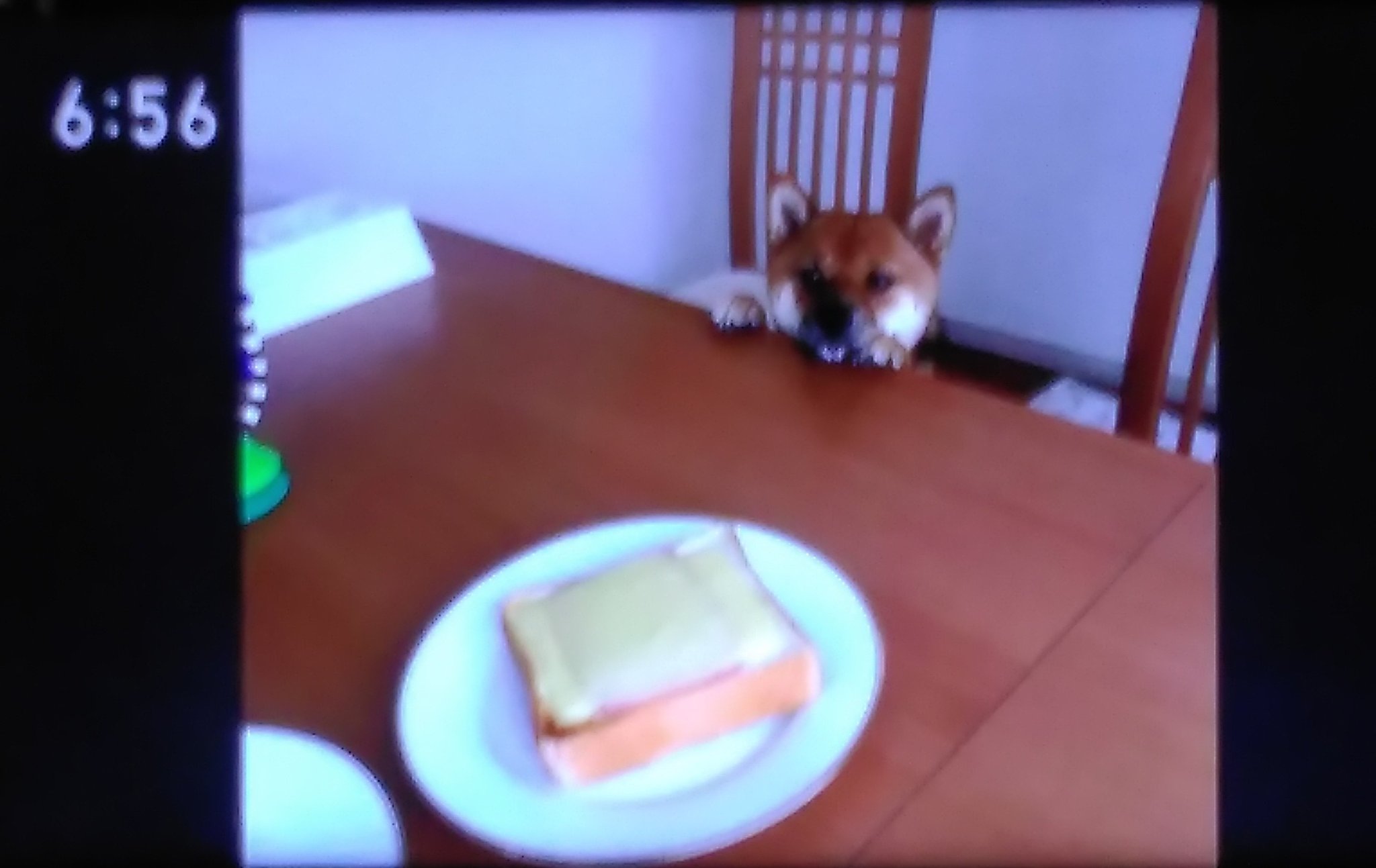 吾輩は犬