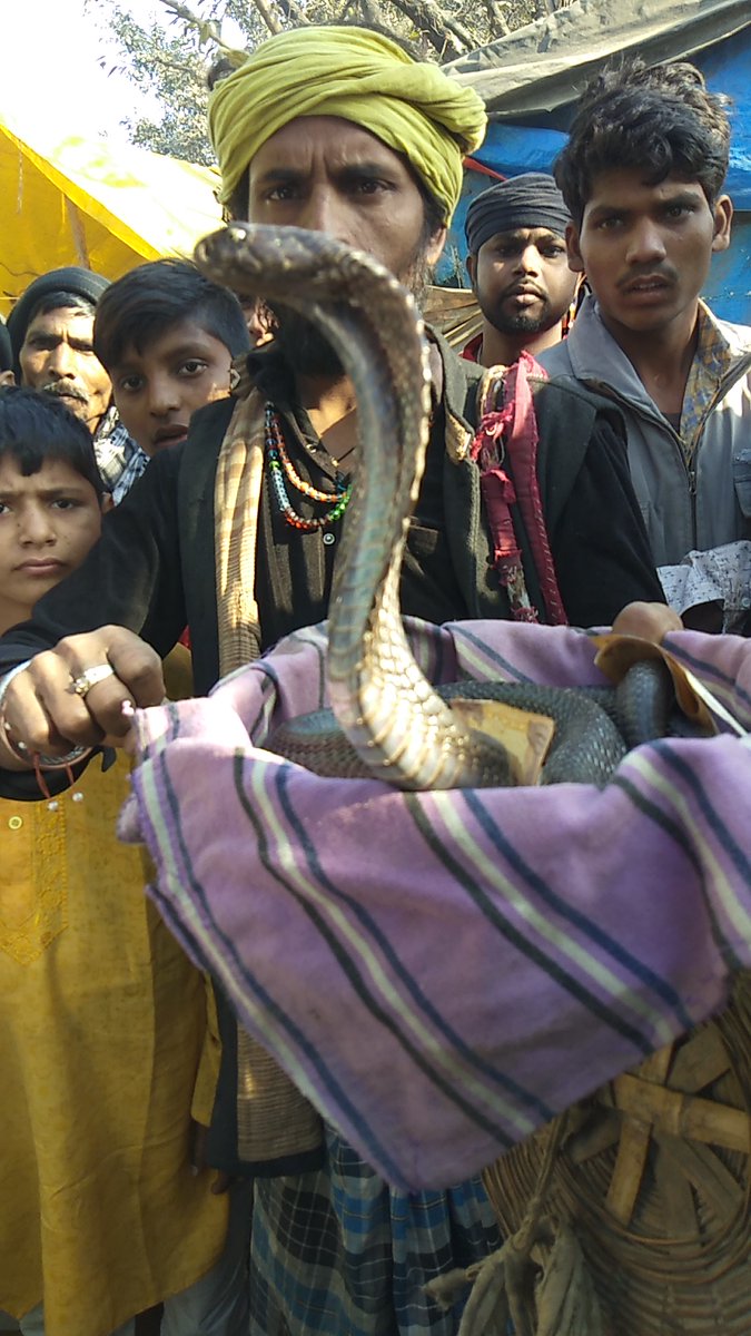 firozeshakir's tweet photo. the #snakecultsufis #kingcobra

Documenting the #dammadarmalangs since 2005
#makanpur
#ajmer 
#panihar 
#madarriyasilsila 
#sufism
#malangs
#zindashahmadar 
#qutbulmadar https://t.co/PdNdpngJa8
