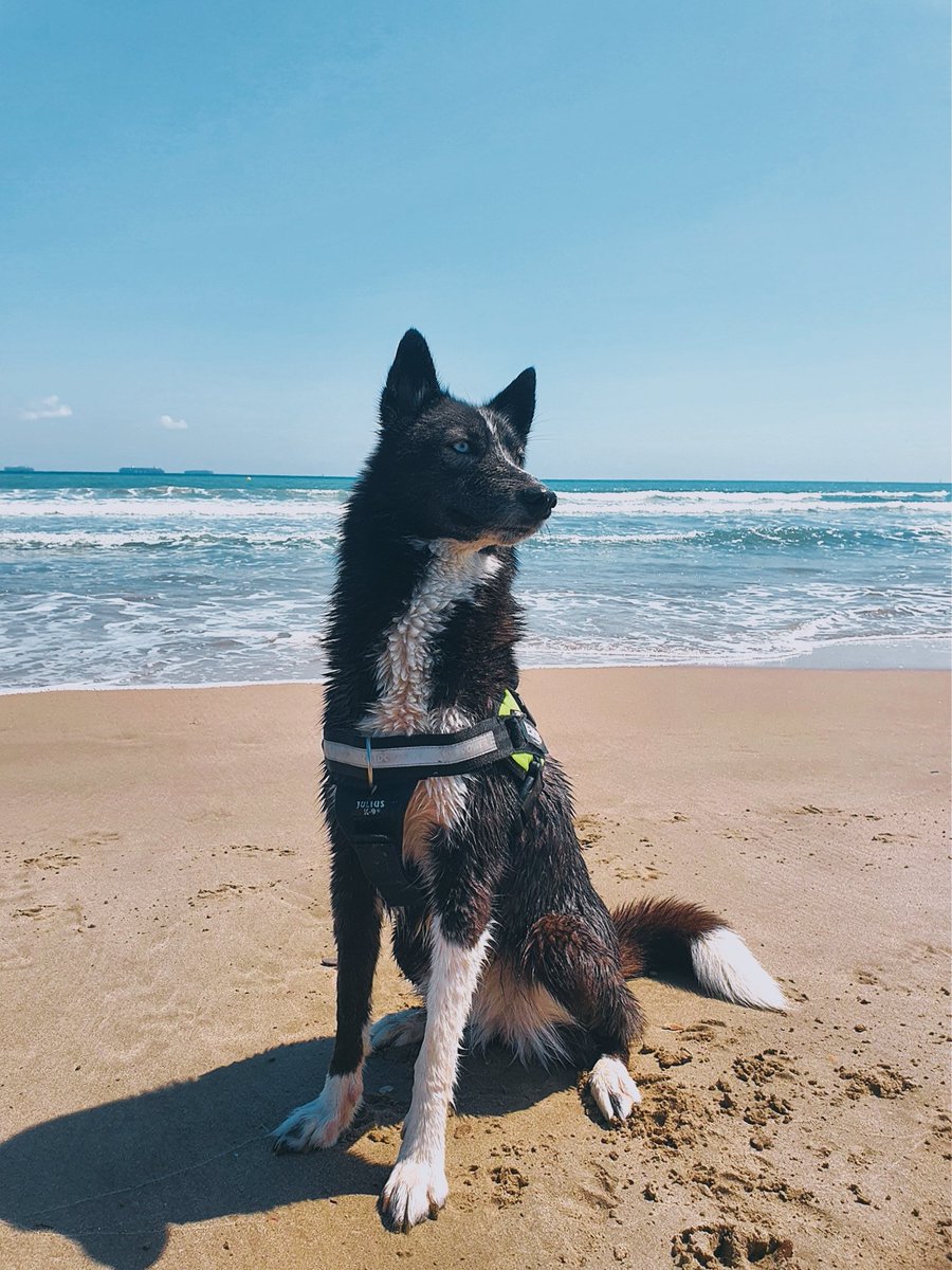 fxckyoumore's tweet photo. ☀️🐶 Pues como ya hace un puto calor de la hostia y muchos perritos lo pasan fatal os voy a dejar algunos productos geniales que os van a encantar y truquitos caseros para combatir el calor.

Y unas fotos de mi manada playera, que eso siempre hace ilusión.

Allá vamos. https://t.co/wLazR2r6fm