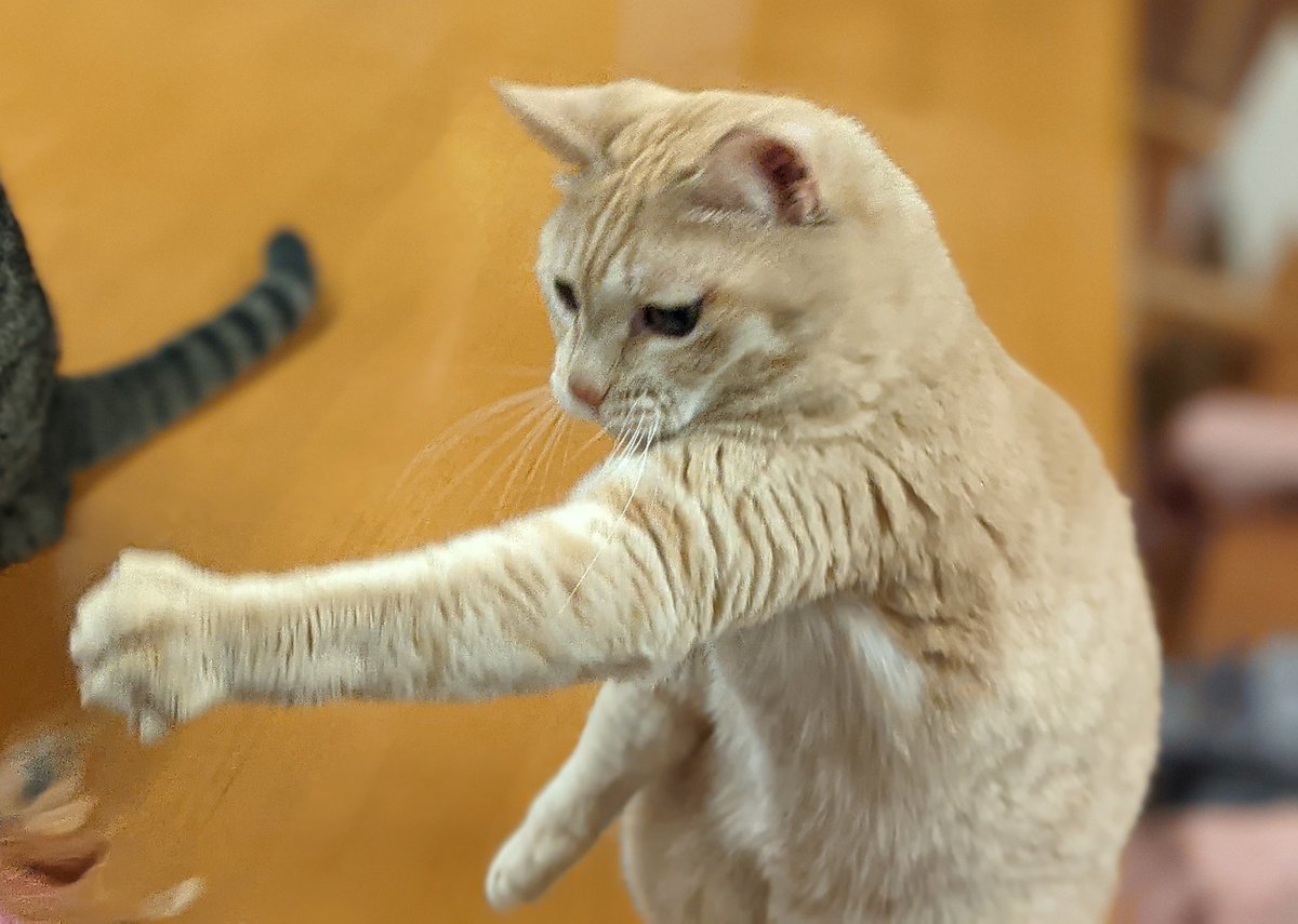 動物愛好家 Ousyzk4ewfizmtd Twitter