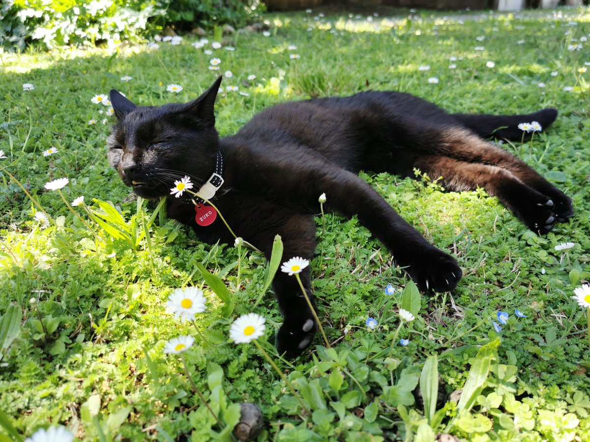 emygame's tweet photo. @jmarieray Derpy cat is best cat https://t.co/NXhChBcRCm