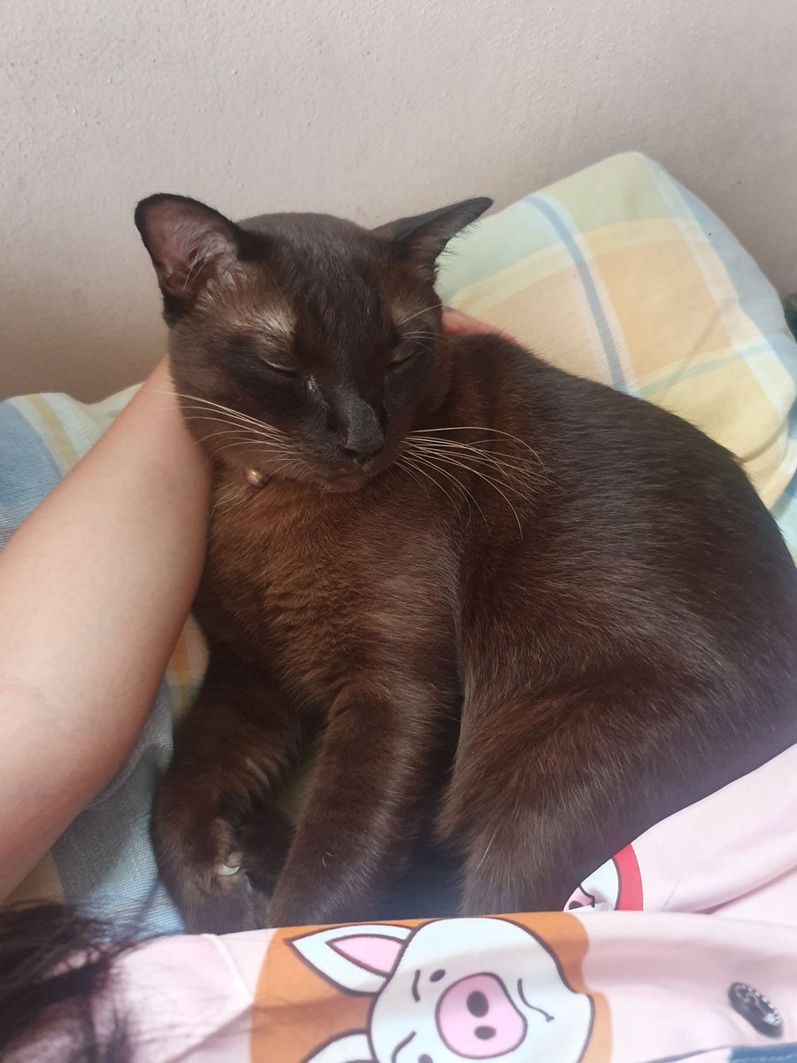 ใบเฟิร์นรักสัตว์ tweet media