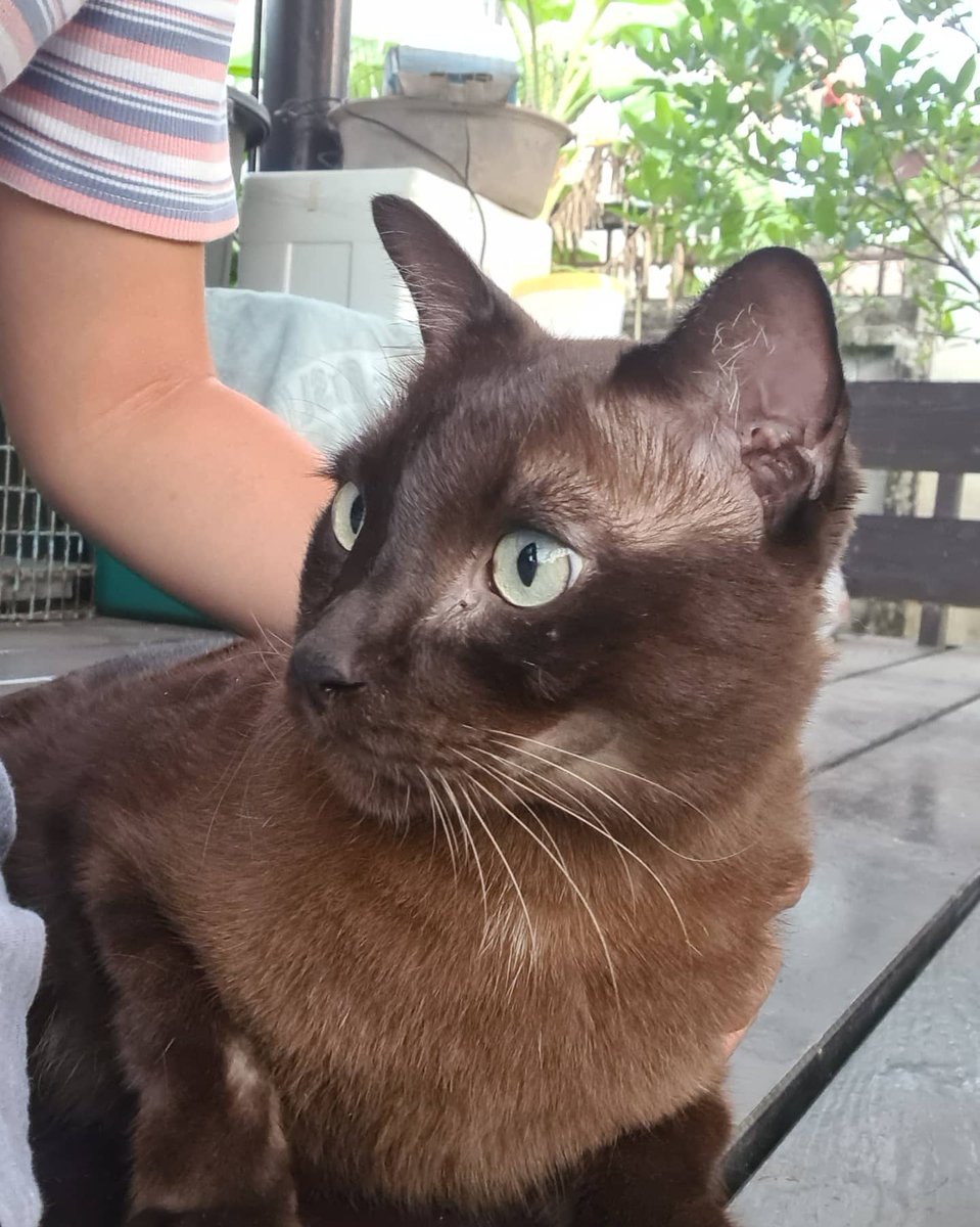 ใบเฟิร์นรักสัตว์ tweet media