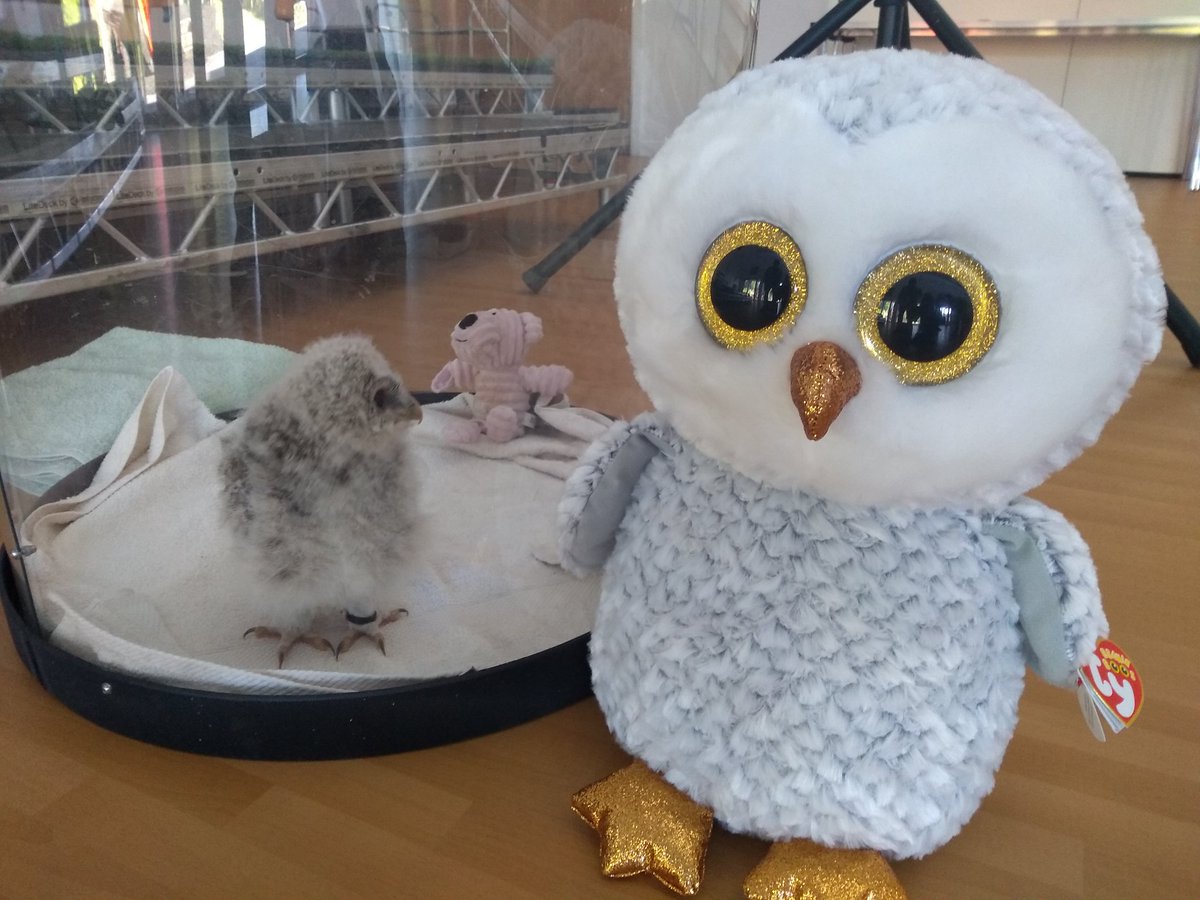 ronaldrosssw19's tweet photo. A visit from a baby owl who's intrigued by Miss Hoots. Raffle tickets available until Friday morning to win Miss H, £1 for 5. https://t.co/qBBjmcZ01B