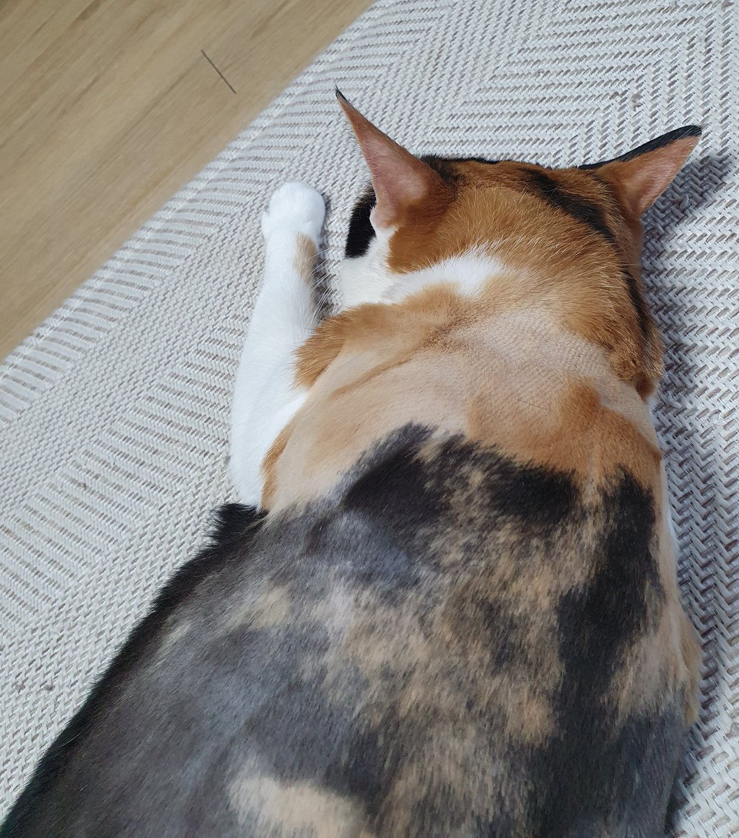 yeneex2's tweet photo. 애들 더워하길래 가인이가 털 밀어줬다. 미용목적이 아니라서 걍..거란족컷이 되었다. 좀 시원하겠지 https://t.co/t9UtsLnR6l