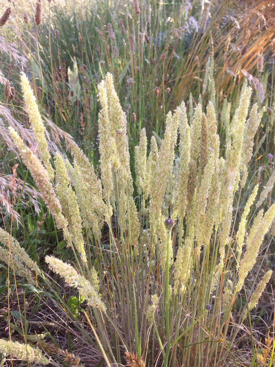 BoswachterFred's tweet photo. #fakkelgras staat in het #vinetaduin @ZHLandschap @NPHollandsduin @FloraNederland @FLORONNederland @plantenvrienden https://t.co/RNcVmJkAYy