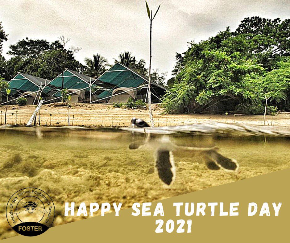 kt_yee's tweet image. Happy Sea Turtle Day everyone. FOSTER is protecting 2 out of the 7 sea turtle species in the world, on the island of Libaran, Malaysia #walaipenyuconservationpark #seaturtleconservation #seaturtleprotection #worldseaturtleday