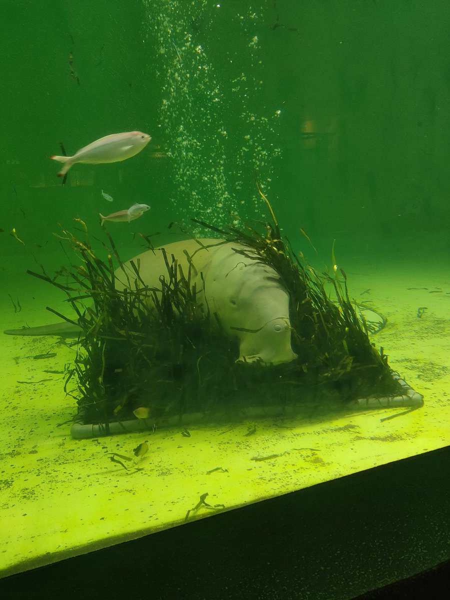 برچسب ｼﾞｭｺﾞﾝ در توییتر