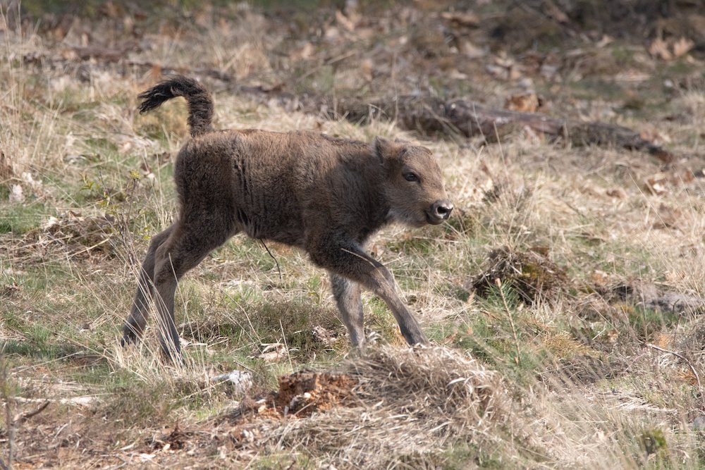 De kalfjes groeien zo snel, deze foto is van twee maanden terug 😍

Ga je mee op safari op de Veluwe?
Een BISONdere ervaring, zeker met de kleintjes. Samen met een gids op zoek naar de Veluwse kudde wisenten.
 
Boek je excursie via wisentopdeveluwe.nl/reserveren.

📸 Dirk Goudkuil