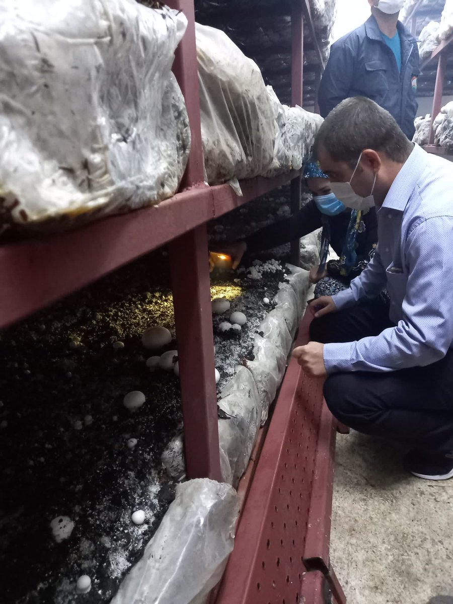 KemalpasaTarim's tweet photo. #SultanAcar Bakanlığımız #UzmanEllerprojesi ile kurmuş olduğu #Küçükbaş hayvancılık İşletmesinin koyunlarının aşılama takvimi gelmesi itibarıyle ziyaret ettik. Bu arada eşininde #MantarYetiştiriciliği yaptığı işletmesini de görmüş olduk Kendilerine başarılarının devamını dileriz https://t.co/7P3NFkCfMF