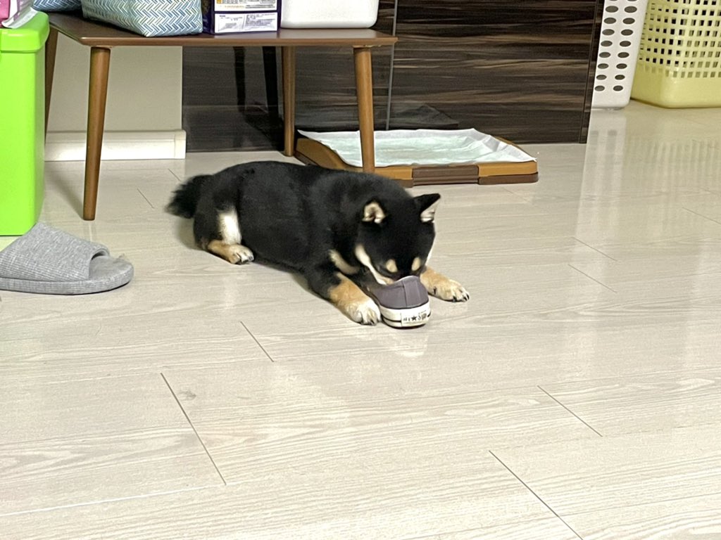 黒豆柴 黒豆柴