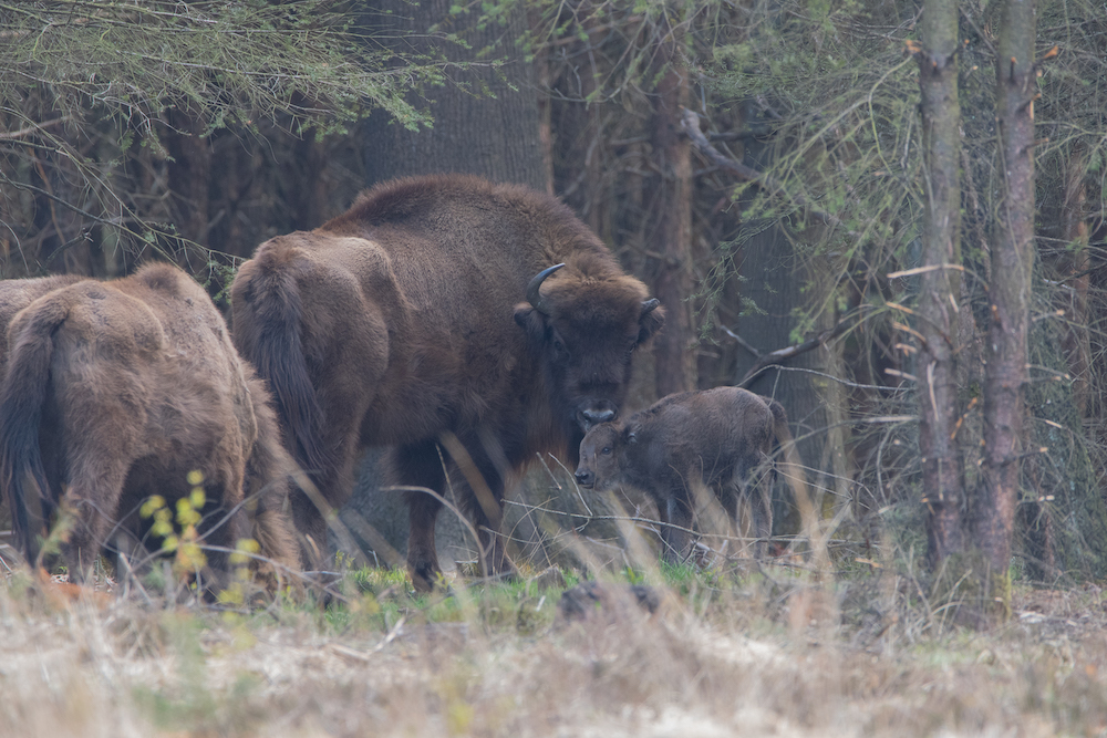 In deze prachtige zomer bieden wij een unieke excursie met een ervaren gids aan! Samen gaan jullie op zoek naar de indrukwekkende kudde Wisenten. 

Reserveer snel de laatste plekjes via wisentopdeveluwe.nl/reserveren

📸 Dirk Goudkuil