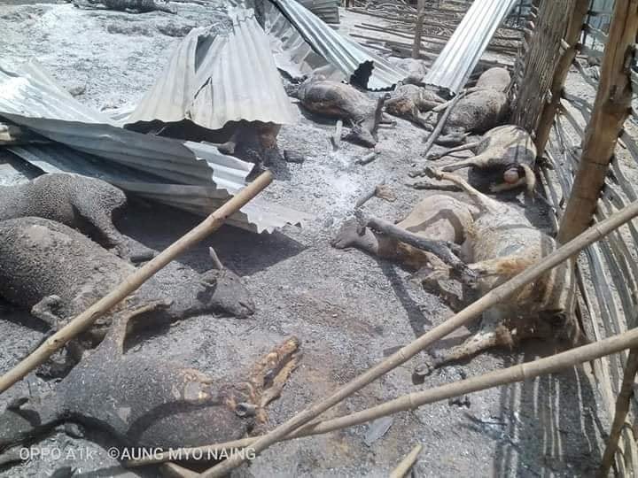 PAUK, Magway Region:

SAC Terrorists set fire Kinma village on June 15 afternoon, killing 4 elderly in their 70s, killing buffaloes, cows, cattle and livestock. A man was shot in leg by SAC Terrorists and his 90 goats were set on fire. 

#June16Coup #WhatsHappeningInMyanmar