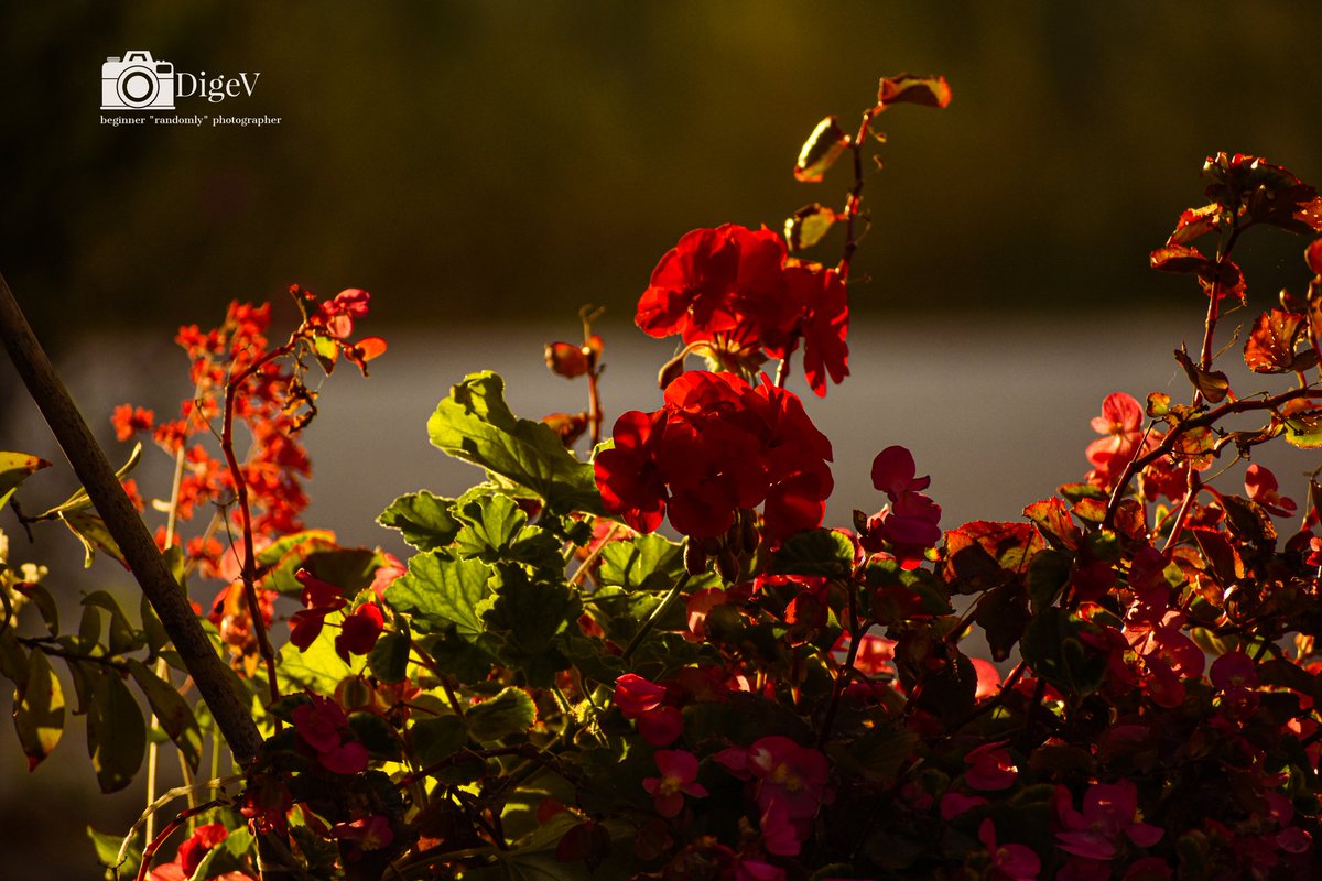 dimitris_gelo's tweet photo. The beautiful sunset color meet the red flower and create a good scenery...
#photo #sunset #sunsetcolor #Flowers https://t.co/qrRgelk6sr