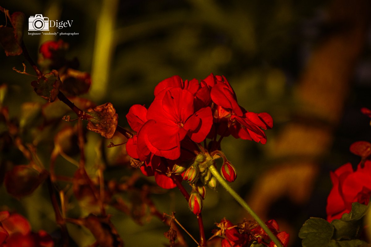 dimitris_gelo's tweet photo. The beautiful sunset color meet the red flower and create a good scenery...
#photo #sunset #sunsetcolor #Flowers https://t.co/qrRgelk6sr