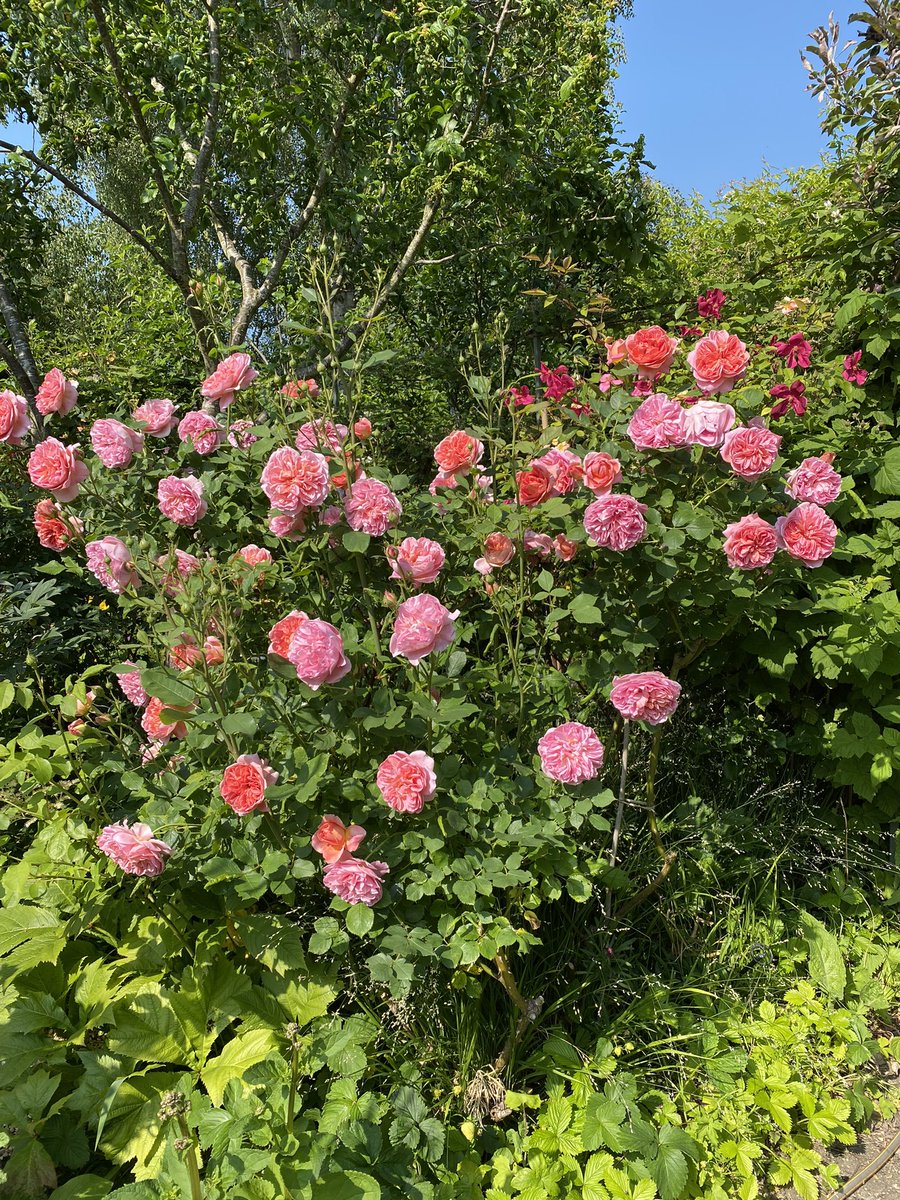 gardenbarbara's tweet photo. Look: who is counting really? But  there are more than 50 open blooms on ‘Boscobel’ with background support from Rosa mutabilis! A heart-shaped bunch to greet me after a few days in leafy Surrey #rosesofinstagram #davidaustinroses #mygardennow #iwriter #gardenwriter #lovemywork https://t.co/9P6hLzZIHG
