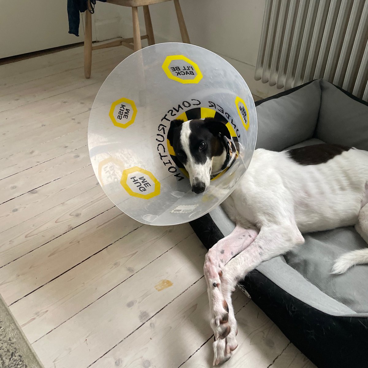 A sad dog in a Danish cone, go listen to Ep21 up now, we promise it’ll make you happier than Penny looks here.

#dogincone #podcast