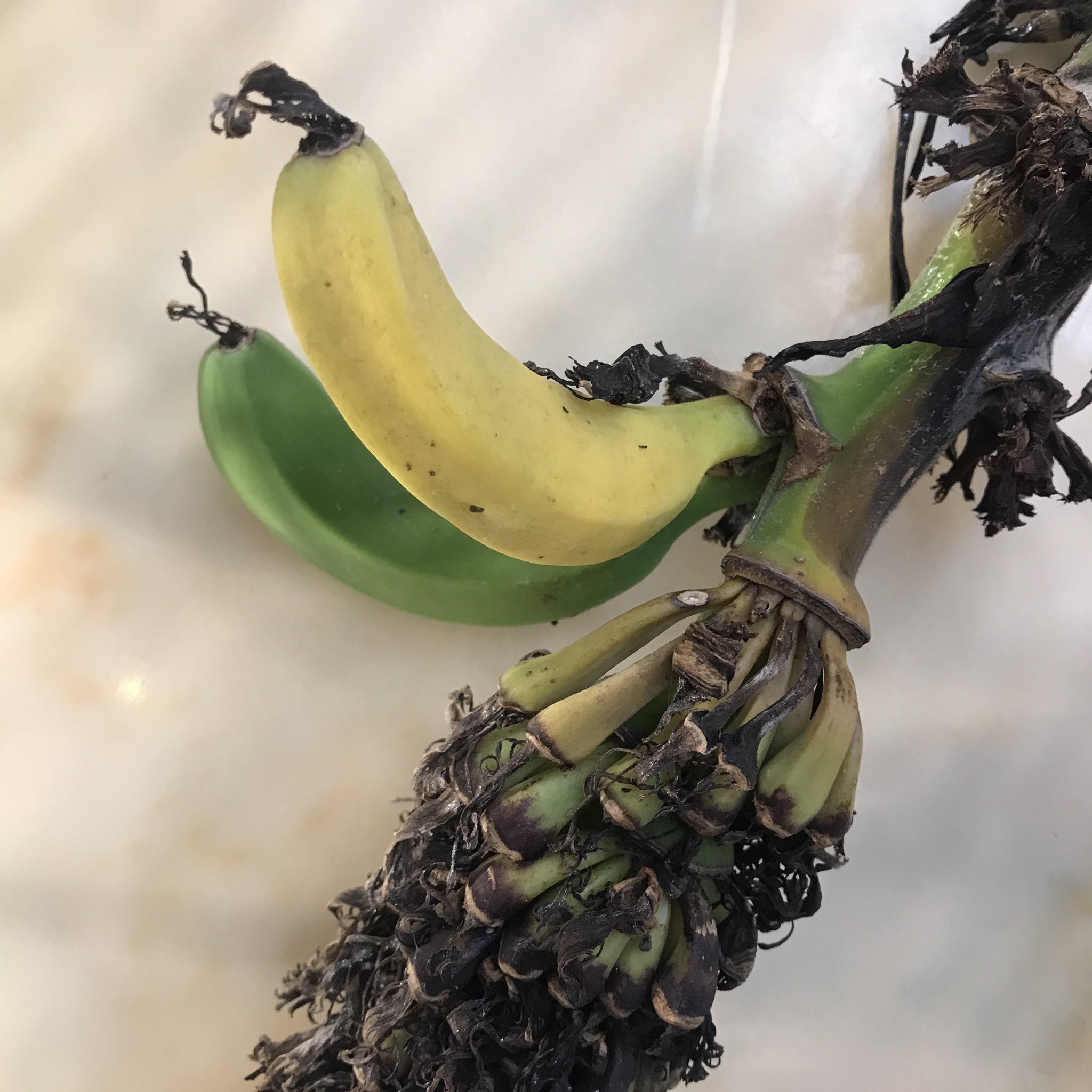 渋谷区ふれあい植物センター 軟式 スタッフ宮 何度でも言いますが バナナは草です バナナ の木だー って言ったのは誰ですか 居残り補習ですよ バナナは大きい葉っぱの茎が何重にも重なり太い幹のように立っていますが 大ぶりのナイフや包丁等で