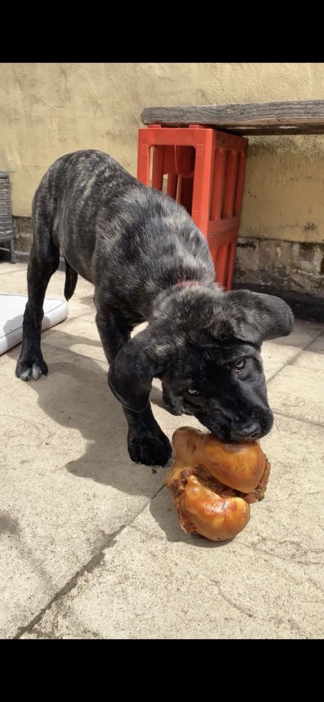 Declan426's tweet photo. 🐶 https://t.co/RsLnni2A1v