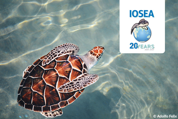 BonnConvention's tweet image. Continue the 20th anniversary of the IOSEA Marine Turtle MOU #cms_iosea on 19 June 2021 with an exciting day-long series of online events taking place around the IOSEA region

#WorldSeaTurtleDay

Learn more: cms.int/iosea-turtles/…
