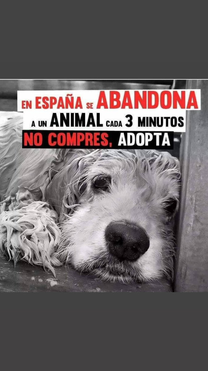 DonaloAnimals's tweet photo. ¡¡ NO AL ABANDONO ANIMAL!!🙏🐾 https://t.co/YTvYgYkIua