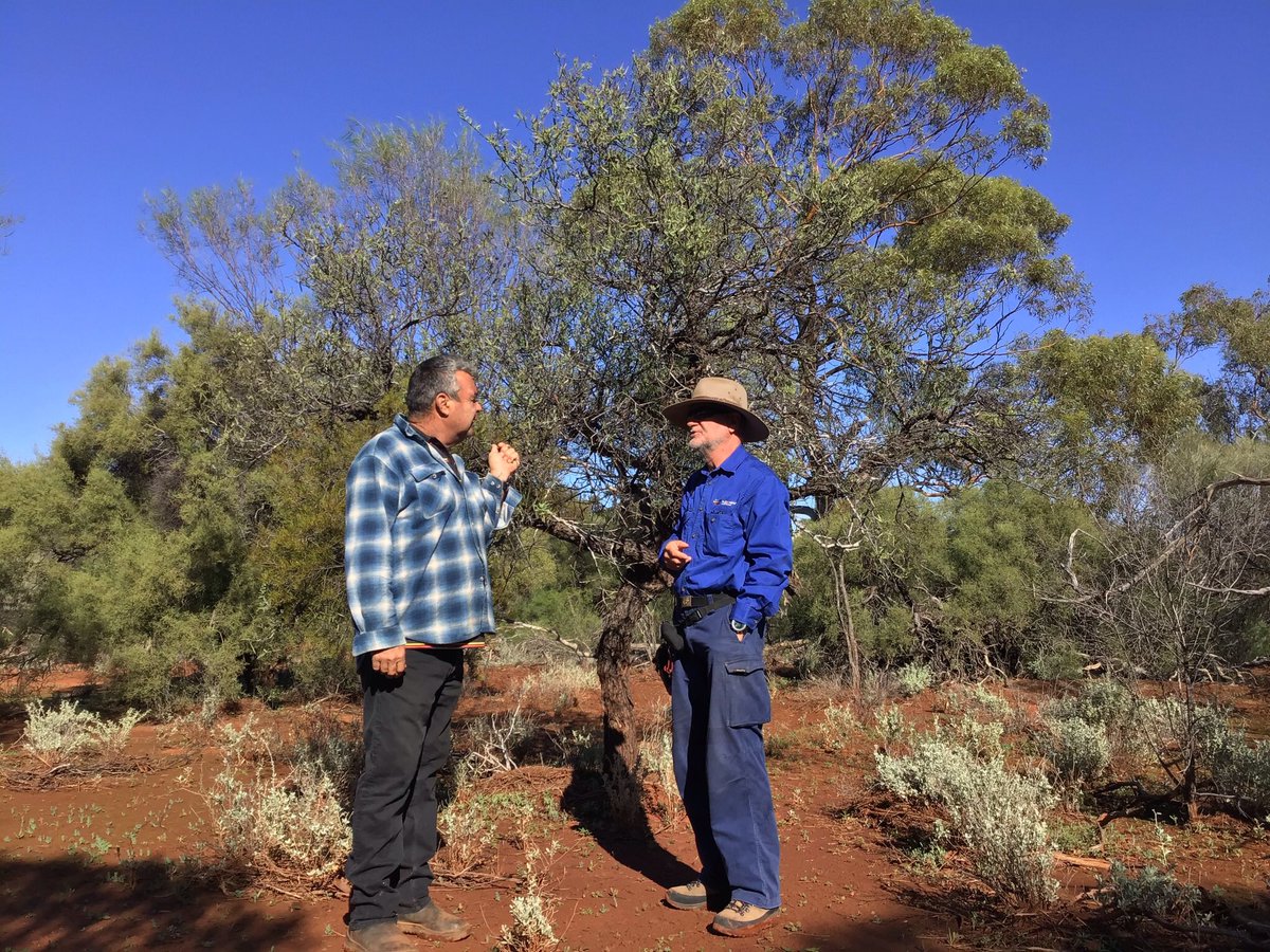 RichardMcLellan's tweet photo. Our topic at #TSforumWA: The slow motion extinction of Australian Sandalwood (Santalum spicatum) — an ecological and cultural tragedy.
#ThreatenedSpecies
#SantalaceaeScience @ilwscsu https://t.co/5Kx4hLr3H2