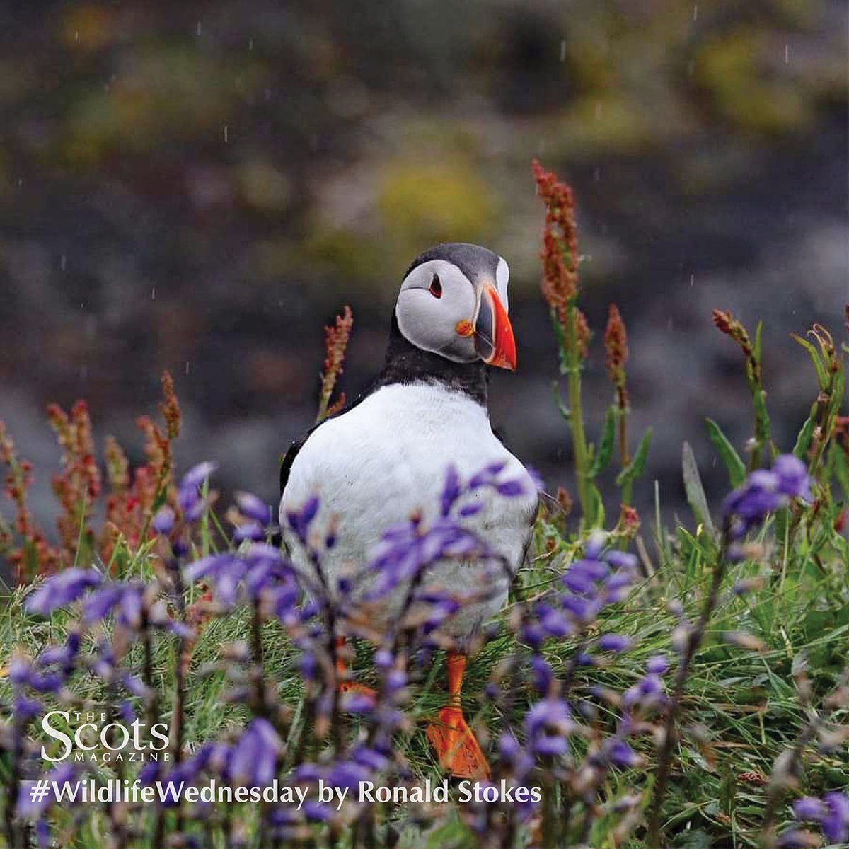 #wildlifeWednesday
"Puffins on Lunga couldn't believe the bluebells!"
📸 buff.ly/3cLuxhh by Ronald Stokes