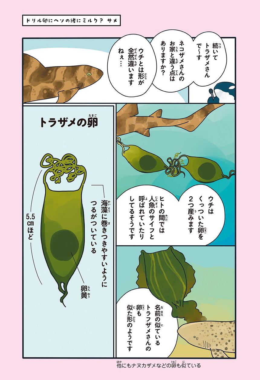 まつおるか 新刊発売中 على تويتر サメのご家庭 それぞれすぎ 1 2 T Co Yi0c537o09 تويتر