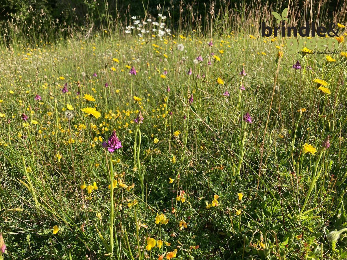 BrindleGreen's tweet photo. We've been surveying at this beautiful #wildflower meadow this morning, there are so many pyramidal orchids 😍 ! They are found within chalk grassland and attract a variety of butterfly and moth species 🦋  #30dayswild

#orchid https://t.co/5dLD0hGcRn