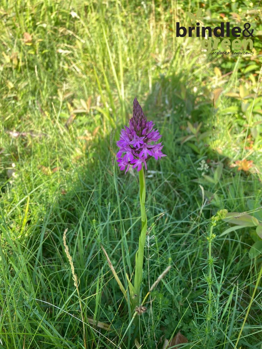 BrindleGreen's tweet photo. We've been surveying at this beautiful #wildflower meadow this morning, there are so many pyramidal orchids 😍 ! They are found within chalk grassland and attract a variety of butterfly and moth species 🦋  #30dayswild

#orchid https://t.co/5dLD0hGcRn