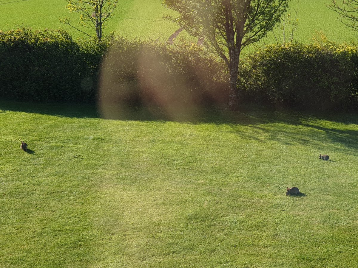 RedmondAms's tweet image. This family of bunnies that moved into our garden in the spring of '20 brought a smile to all our faces, early in the morning sun.  #lightattheendofthetunnel #ILP