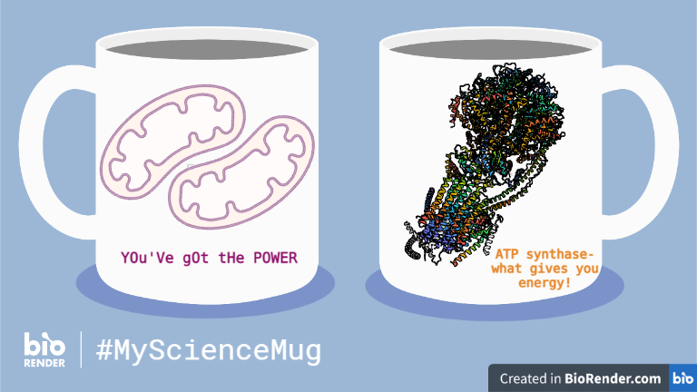 #MyScienceMug created with @BioRender! Science made fun:)