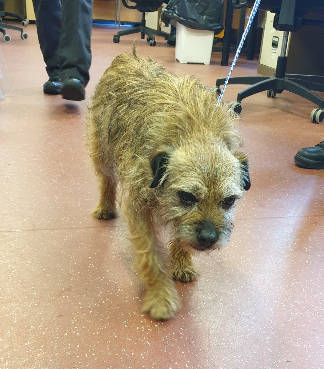PSOSForthValley's tweet photo. Found Dog

We are looking to find the owner of this male, terrier dog who was handed in to Stirling Police Office today. He was found on the roadway between Aberfoyle and Thornhill. If you recognise him or know the owners please call 101 and quote ref no 0667 of 16th June. https://t.co/Ef4qaOe17C