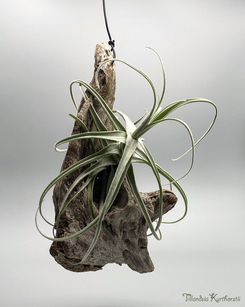 Wanchan クルトホルスティの流木仕立て ポケット付きの流木にピッタリ収まりました 根の成長は既に止まっているようで 活着は期待できないかも クルトホルスティ クルトホルスティー チランジア ティランジア エアープランツ エアプランツ