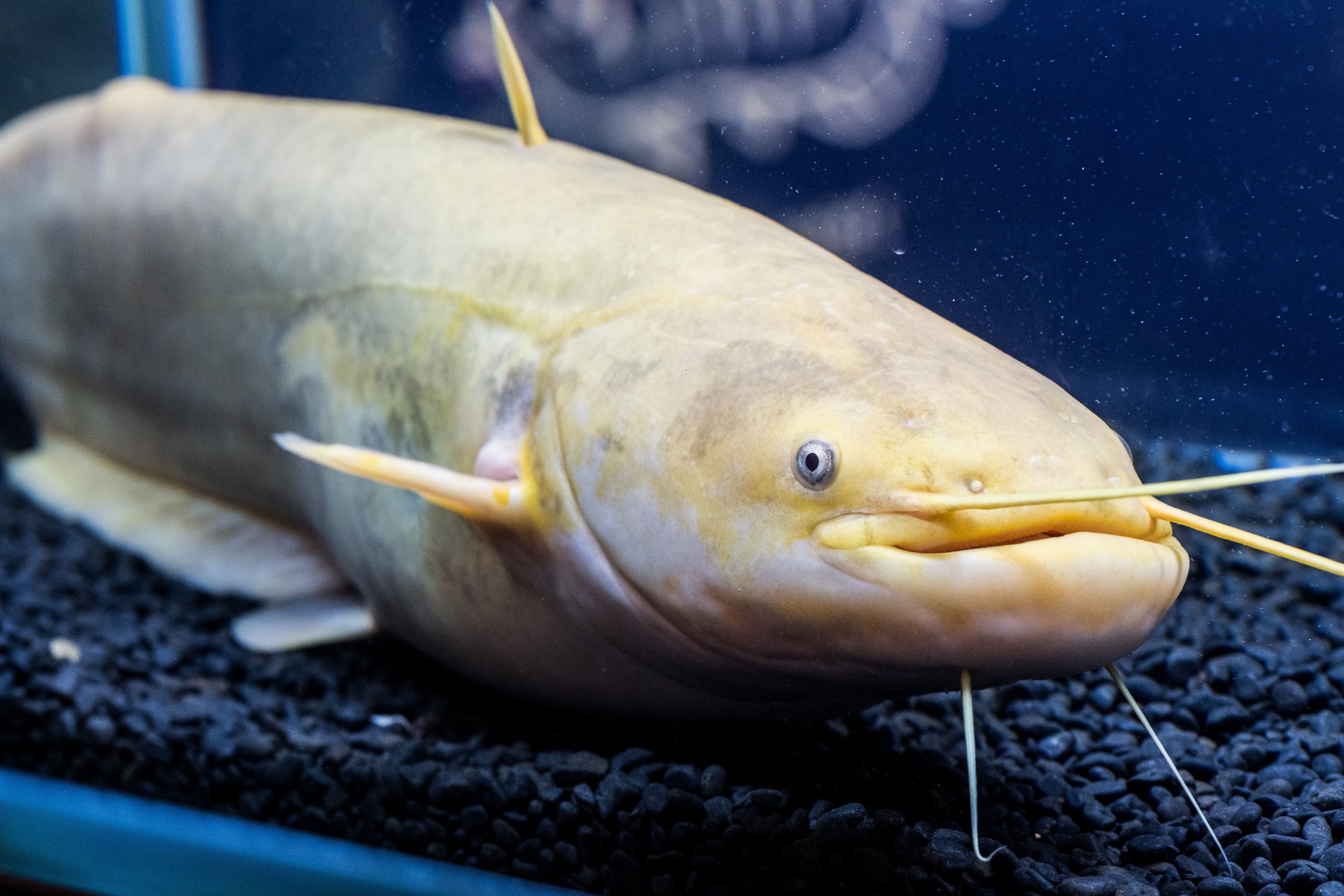 カワスイ 川崎水族館 現在 黄金さかな博 にて展示中の たまずん は黄変個体 黒色の色素が生まれつき特別すくない個体 です 多摩川ゾーンno 6水槽に展示されている通常のナマズと比べると色の差は一目瞭然 同じ 種類の魚とは思えないほど違ってい