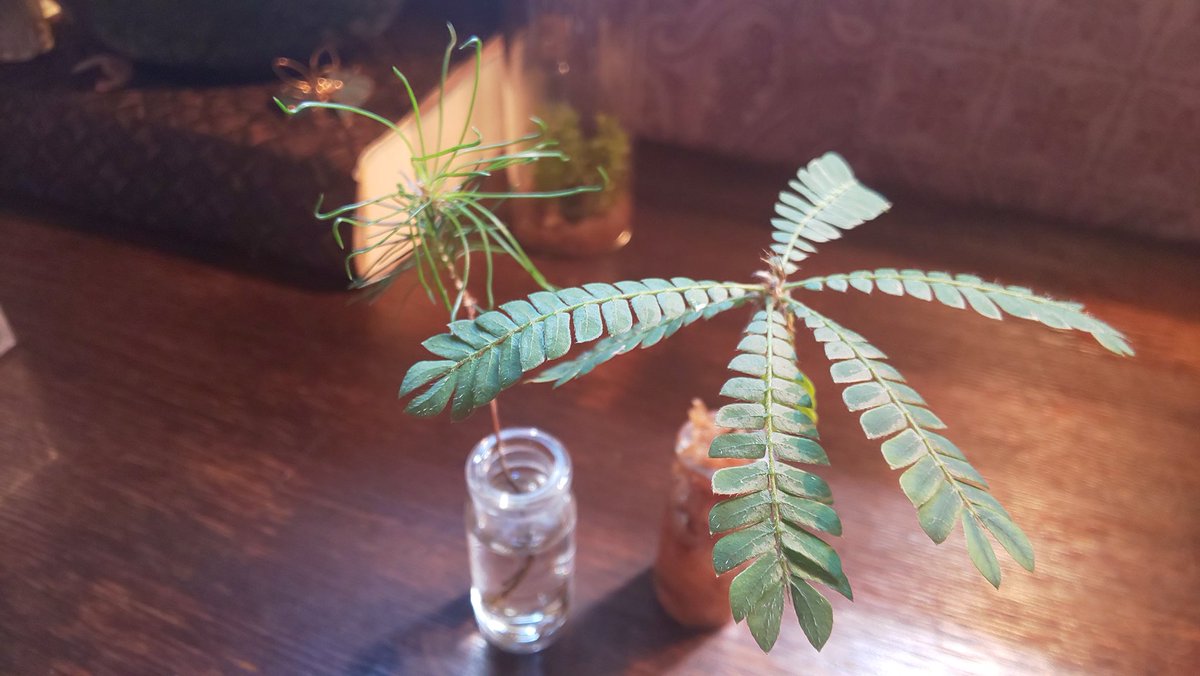 𝓜𝓪𝓸 植物を部屋でちょこっと楽しむなら 水栽培がオシャレ 水に根腐れ防止剤と栄養代わりのソイルを入れておけば時々の水替えと減った水を足すだけでもかなり長持ちします キリトリセカイ おうち時間 ガーデニング もみじ ワイヤープランツ