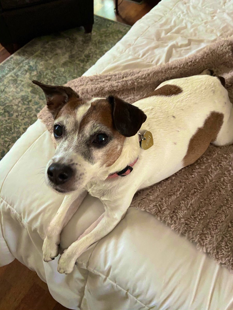 Milo’s Mom (@mil0rescuedme) on Twitter photo 